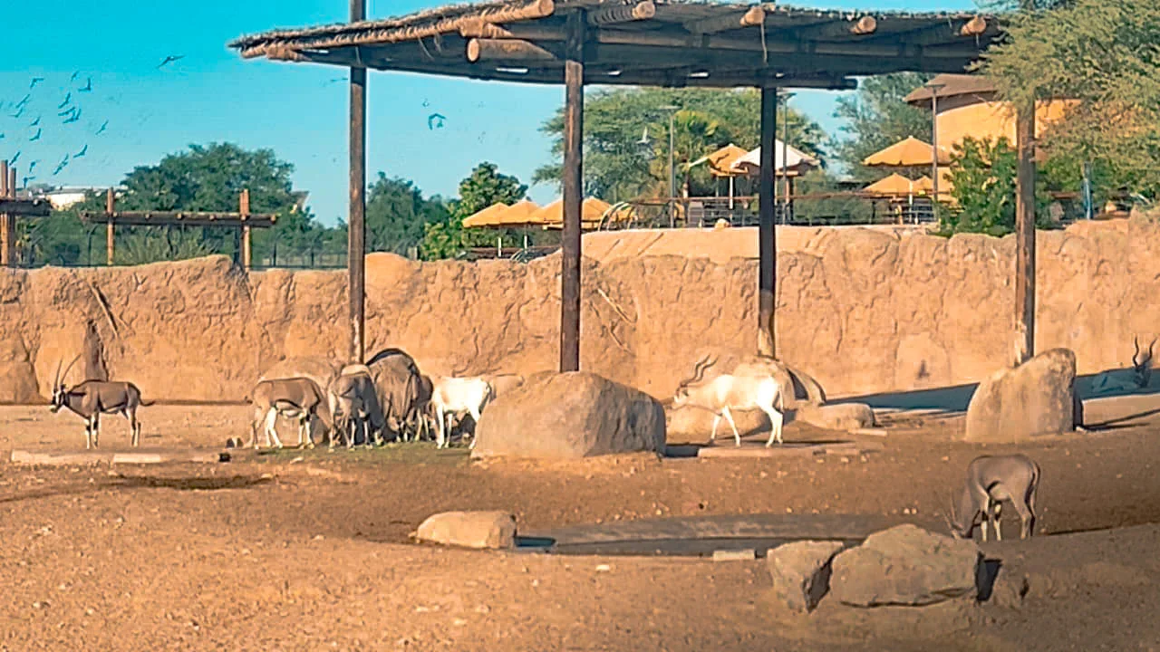 Al Ain Zoo Entry Tickets