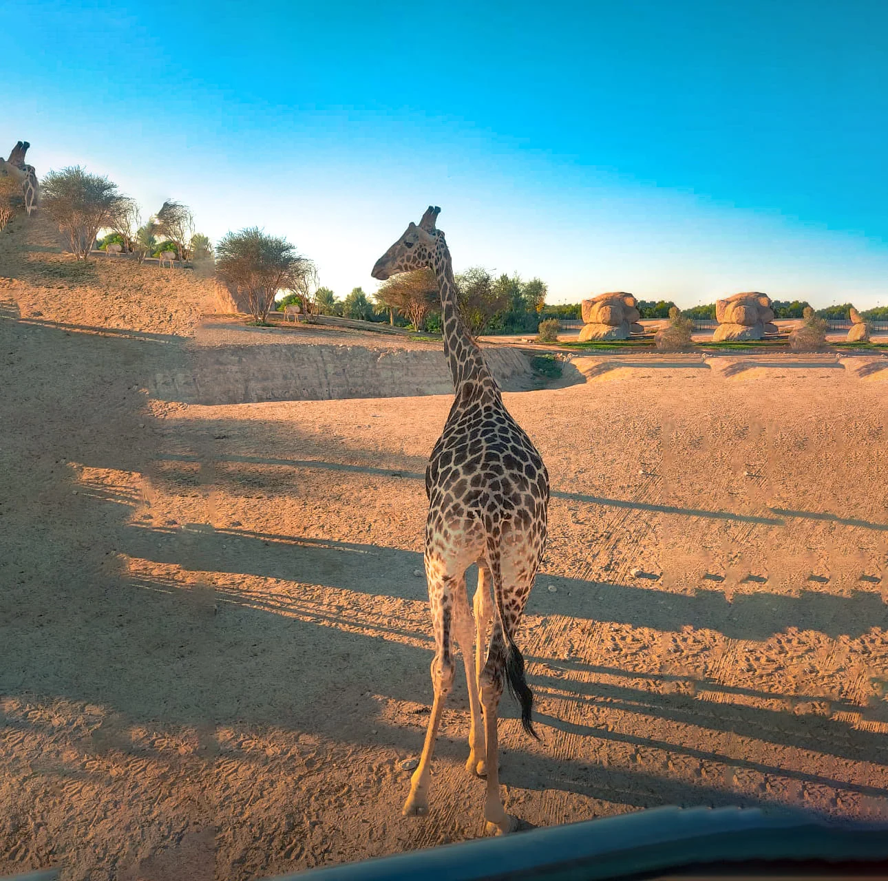 Al Ain Zoo Safari Truck Tickets